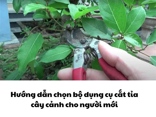 Hướng dẫn chọn bộ dụng cụ cắt tỉa cây cảnh cho người mới