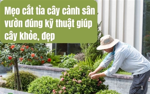 Mẹo cắt tỉa cây cảnh sân vườn đúng kỹ thuật giúp cây khỏe, đẹp